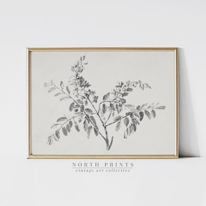 May include: A black and white botanical illustration of a flowering branch with leaves. The image is framed in a light wood frame and has the text "NORTH PRINTS vintage art collective" at the bottom.