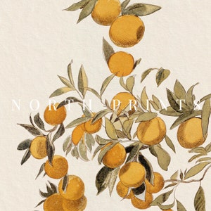 Peut inclure: Une illustration botanique vintage d'une branche d'agrumes avec des feuilles vertes et des fruits orange m&ucirc;rs. Les fruits sont repr&eacute;sent&eacute;s &agrave; diff&eacute;rents stades de maturit&eacute;, du vert au jaune-orange.