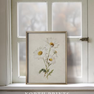 Op de afbeelding: Een ingelijste print met een botanische illustratie van witte madeliefjes met gele centra en groene stelen. Het kunstwerk staat tegen een beige achtergrond en is ingelijst in een goudkleurige lijst. De tekst "NORTH PRINTS art collective" staat onderaan.