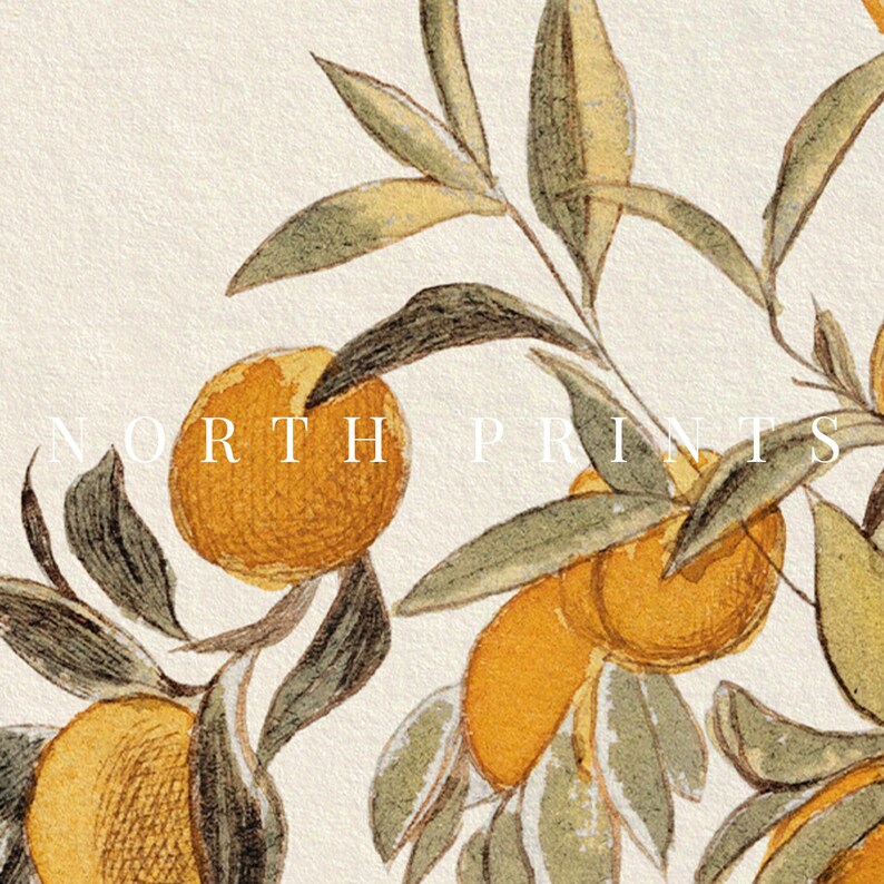 Peut inclure: Une illustration botanique vintage repr&eacute;sentant une branche d'un arbre d'agrumes avec des feuilles vertes et des oranges jaunes. Le texte "NORTH PRINTS" est visible sur l'image.
