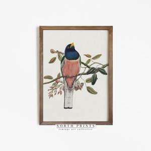 Vintage Bird Nursery Art | Girls Room Wall Decor | Country Farmhouse Print | PRINTABLE Digital | 900