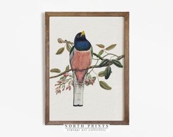 Vintage Bird Nursery Art | Girls Room Wall Decor | Country Farmhouse Print | PRINTABLE Digital | 900