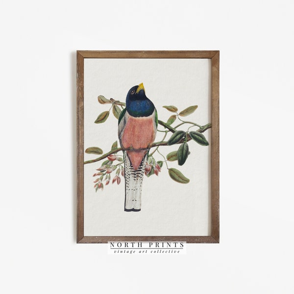 Vintage Bird Nursery Art | Girls Room Wall Decor | Country Farmhouse Print | PRINTABLE Digital | 900