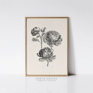 Vintage Pfingstrose Zeichnung | Botanische Skizzenkunst | Bauernhaus Küche Dekor | DRUCKBARE Digital Download | 1172