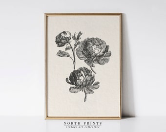 Vintage Peony Drawing | Botanical Sketch art | Farmhouse Kitchen Decor | PRINTABLE Digital Download | 1172
