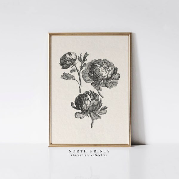 Vintage Peony Drawing | Botanical Sketch art | Farmhouse Kitchen Decor | PRINTABLE Digital Download | 1172