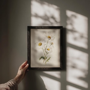Op de afbeelding: Een ingelijste botanische prent met witte madeliefjes met gele centra en groene stelen. Het kunstwerk wordt gepresenteerd in een donkere houten lijst. De afbeelding wordt door een hand vastgehouden, met zonlicht dat schaduwen op de muur werpt.