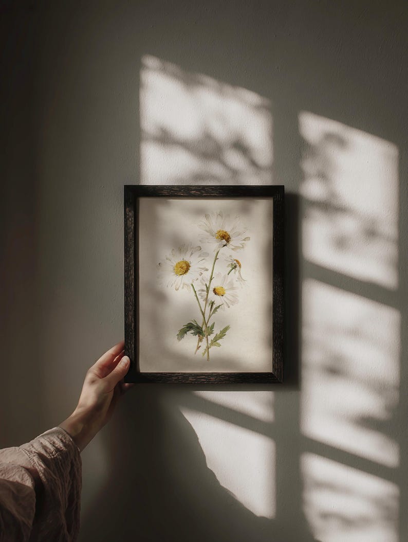 Op de afbeelding: Een ingelijste botanische prent met witte madeliefjes met gele centra en groene stelen. Het kunstwerk wordt gepresenteerd in een donkere houten lijst. De afbeelding wordt door een hand vastgehouden, met zonlicht dat schaduwen op de muur werpt.