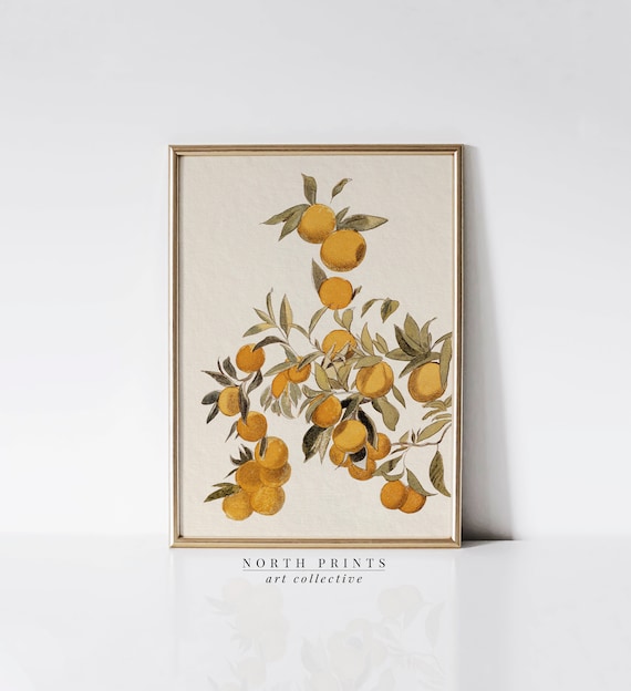 Vintage Orange Fruit Watercolor Painting, Farmhouse Kitchen Art, Printable Digital Download North Prints 6-30
