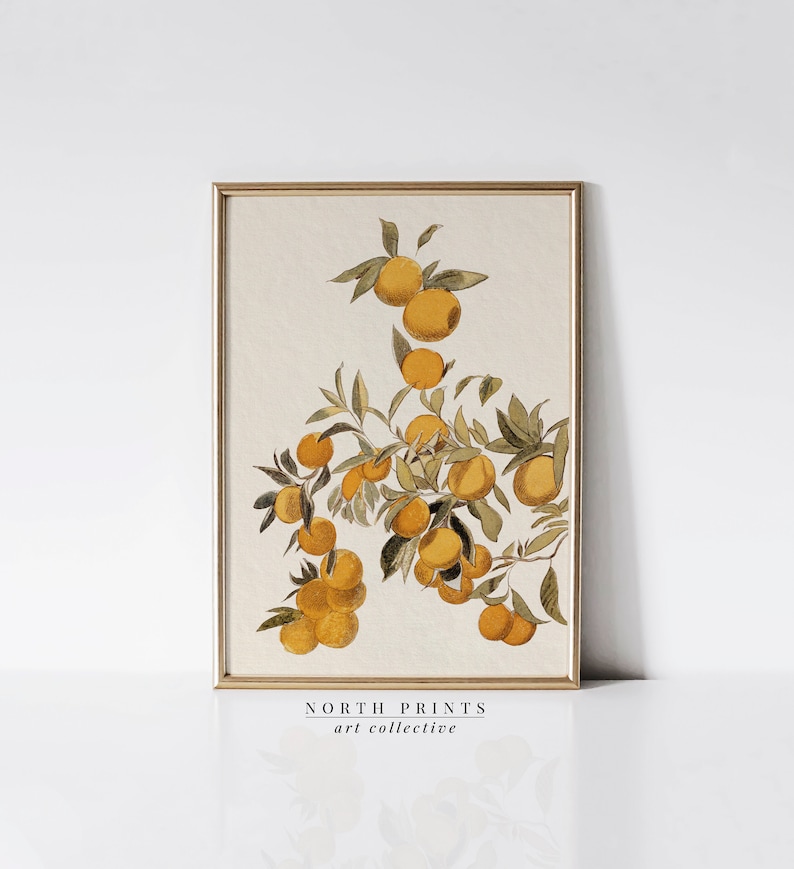 Peut inclure: Une illustration botanique vintage d'une branche d'arbre d'agrumes avec des oranges jaunes m&ucirc;res et des feuilles vertes. L'impression est encadr&eacute;e dans un cadre dor&eacute; et porte le texte "NORTH PRINTS art collective" en bas.