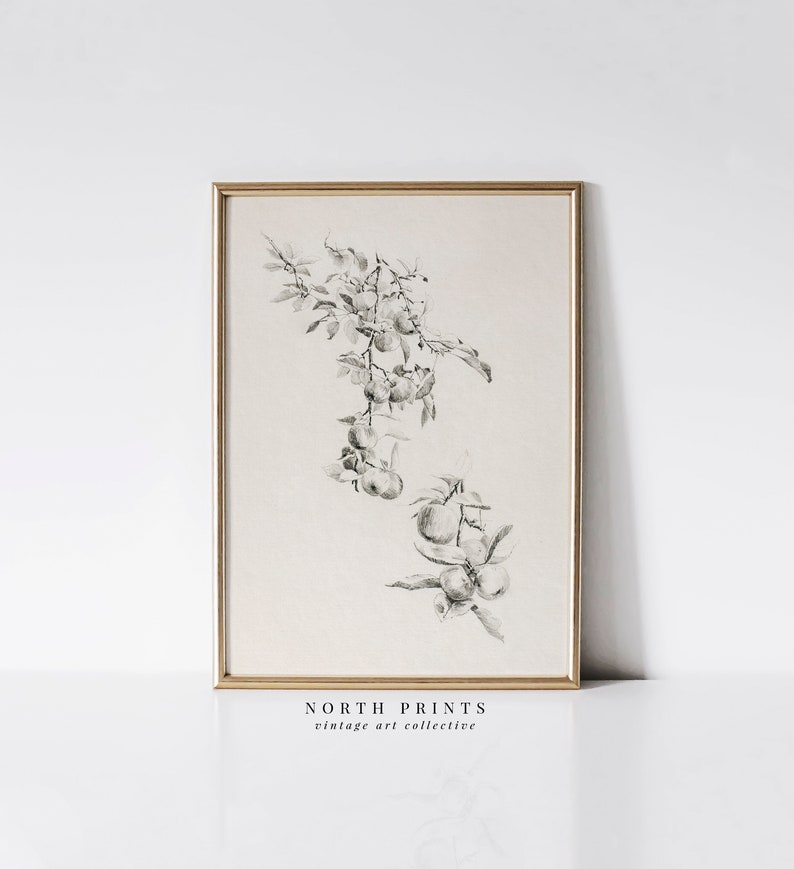 May include: A black and white pencil drawing of a branch of fruit with leaves. The drawing is framed in a gold frame and is on a white background. The text "NORTH PRINTS vintage art collective" is below the frame.