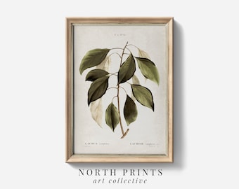 Antique Botanical Print: Neutral Green Farmhouse Wall Art (Digital Download Printable) 6-133
