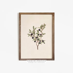 Vintage Botanical Print | Antique Berry Country Farmhouse Watercolor | Digital PRINTABLE #267