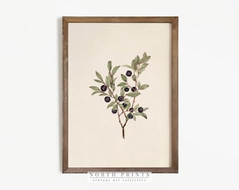Vintage Botanical Print | Antique Berry Country Farmhouse Watercolor | Digital PRINTABLE #267