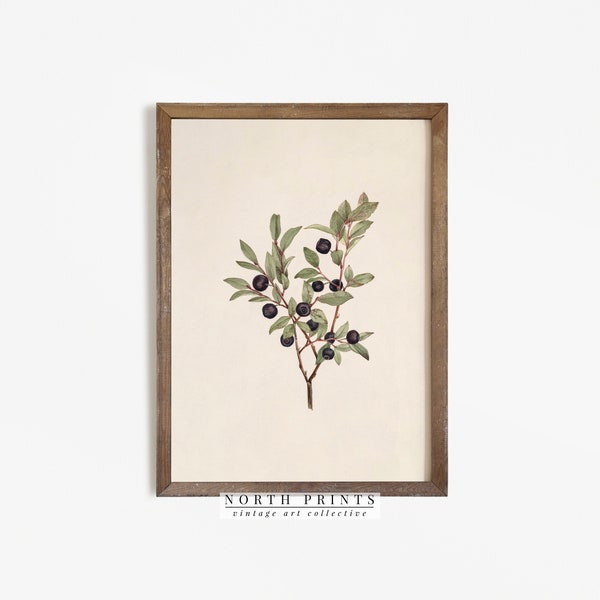 Vintage Botanical Print | Antique Berry Country Farmhouse Watercolor | Digital PRINTABLE #267