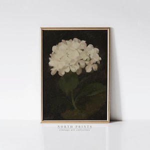 May include: A vintage botanical illustration of a white hydrangea flower against a dark background. The image is framed in a gold frame and has the text "NORTH PRINTS vintage art collective" at the bottom.