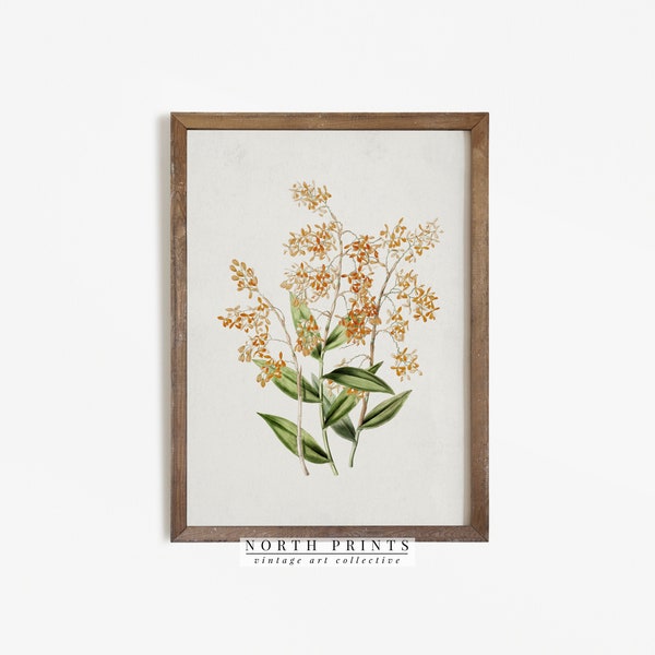 Antique Botanical Print | Vintage Flower Painting | Rustic Farmhouse Decor PRINTABLE | 793