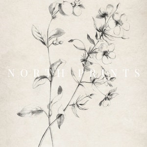 May include: A black and white pencil drawing of a delicate flower with multiple blooms and leaves. The drawing is on a textured, off-white background. The text "NORTH PRINTS" is visible at the bottom of the image.