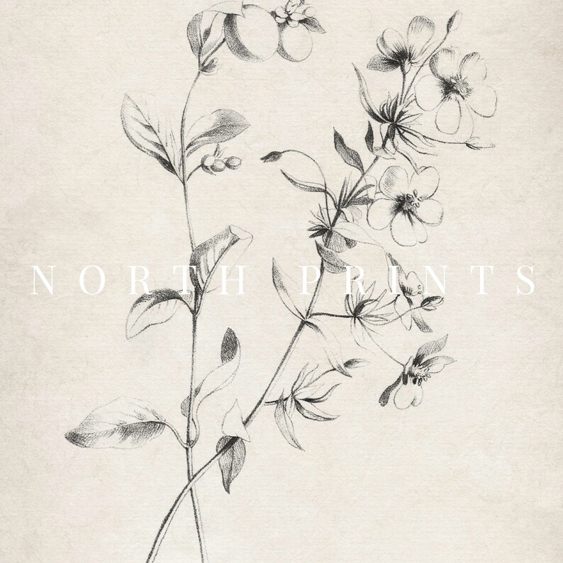 May include: A black and white pencil drawing of a delicate flower with multiple blooms and leaves. The drawing is on a textured, off-white background. The text "NORTH PRINTS" is visible at the bottom of the image.