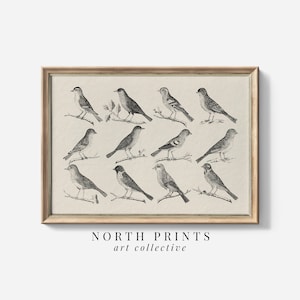 Antique Bird Sketch PRINTABLE Art | Neutral Vintage Farmhouse Nursery Digital Download North Prints SK-317