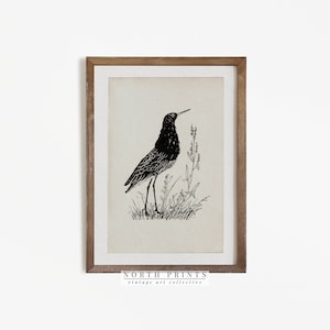 Vintage Bird Print | Antique Bird Illustration | Minimalist Sketch Digital PRINTABLE #247