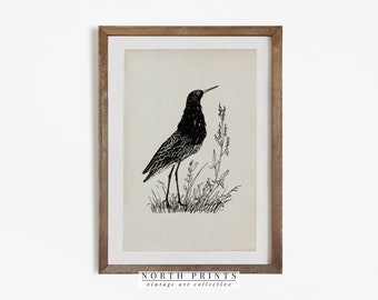 impression vintage d'oiseau | Illustration d'oiseau antique | Croquis minimaliste numérique imprimable #247