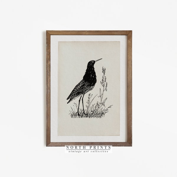 Vintage Bird Print | Antique Bird Illustration | Minimalist Sketch Digital PRINTABLE #247