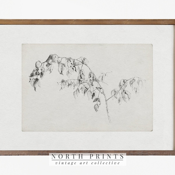 Vintage Sketch Art | Antique Branch Drawing | Nature Print Digital PRINTABLE #455