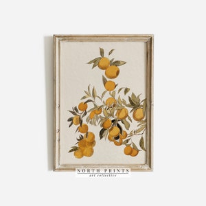 Peut inclure: Une impression encadr&eacute;e d'une illustration botanique vintage repr&eacute;sentant une branche d'oranges avec des feuilles vertes. Les oranges sont d'une couleur jaune-orange vibrante et les feuilles sont d'un vert profond. L'impression est encadr&eacute;e dans un cadre en bois clair avec un passe-partout blanc.