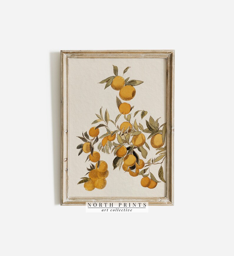 Peut inclure: Une impression encadr&eacute;e d'une illustration botanique vintage repr&eacute;sentant une branche d'oranges avec des feuilles vertes. Les oranges sont d'une couleur jaune-orange vibrante et les feuilles sont d'un vert profond. L'impression est encadr&eacute;e dans un cadre en bois clair avec un passe-partout blanc.