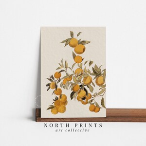 Peut inclure: Une illustration botanique vintage d'une branche d'arbre d'agrumes avec des oranges jaunes m&ucirc;res. Les oranges sont regroup&eacute;es sur les branches, entour&eacute;es de feuilles vertes. Le fond est beige clair.