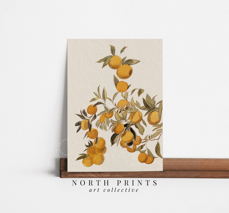 Peut inclure: Une illustration botanique vintage d'une branche d'arbre d'agrumes avec des oranges jaunes m&ucirc;res. Les oranges sont regroup&eacute;es sur les branches, entour&eacute;es de feuilles vertes. Le fond est beige clair.