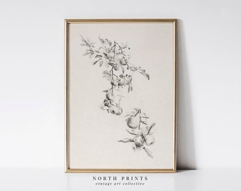 Vintage Apple Tree Sketch | French Country Rustic Drawing | Wall Decor Antique PRINTABLE | 182