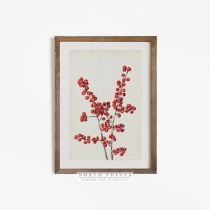 Vintage Botanical Print | Antique Red Winter Berry Country Farmhouse | Digital PRINTABLE #237