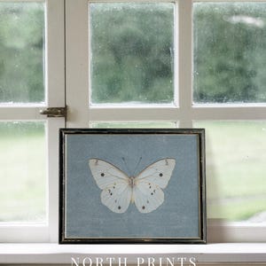 May include: A framed print of a white butterfly with black markings on a light blue background. The frame is black and has a distressed look. The print is titled "NORTH PRINTS art collective".