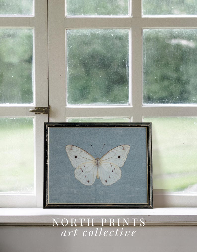 May include: A framed print of a white butterfly with black markings on a light blue background. The frame is black and has a distressed look. The print is titled "NORTH PRINTS art collective".