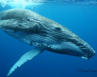 Young Humpback Whale Playing in Tahiti