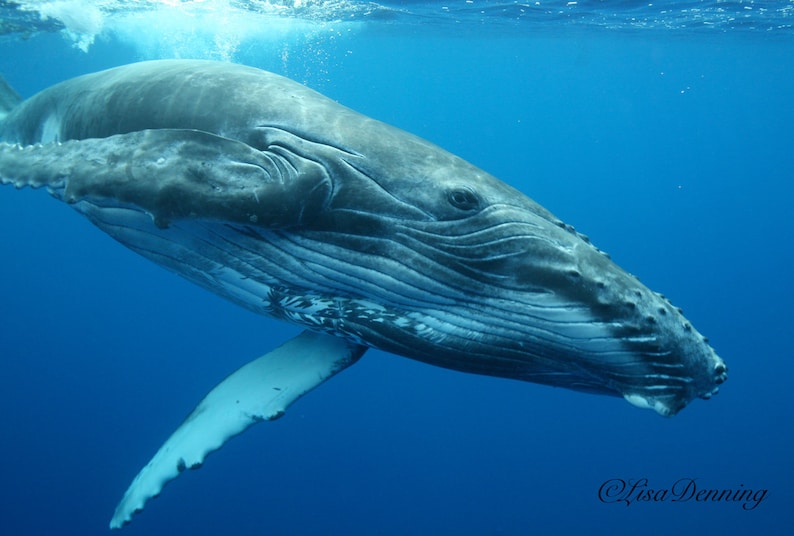 Jonge Bultrug walvis spelen in Tahiti image 0