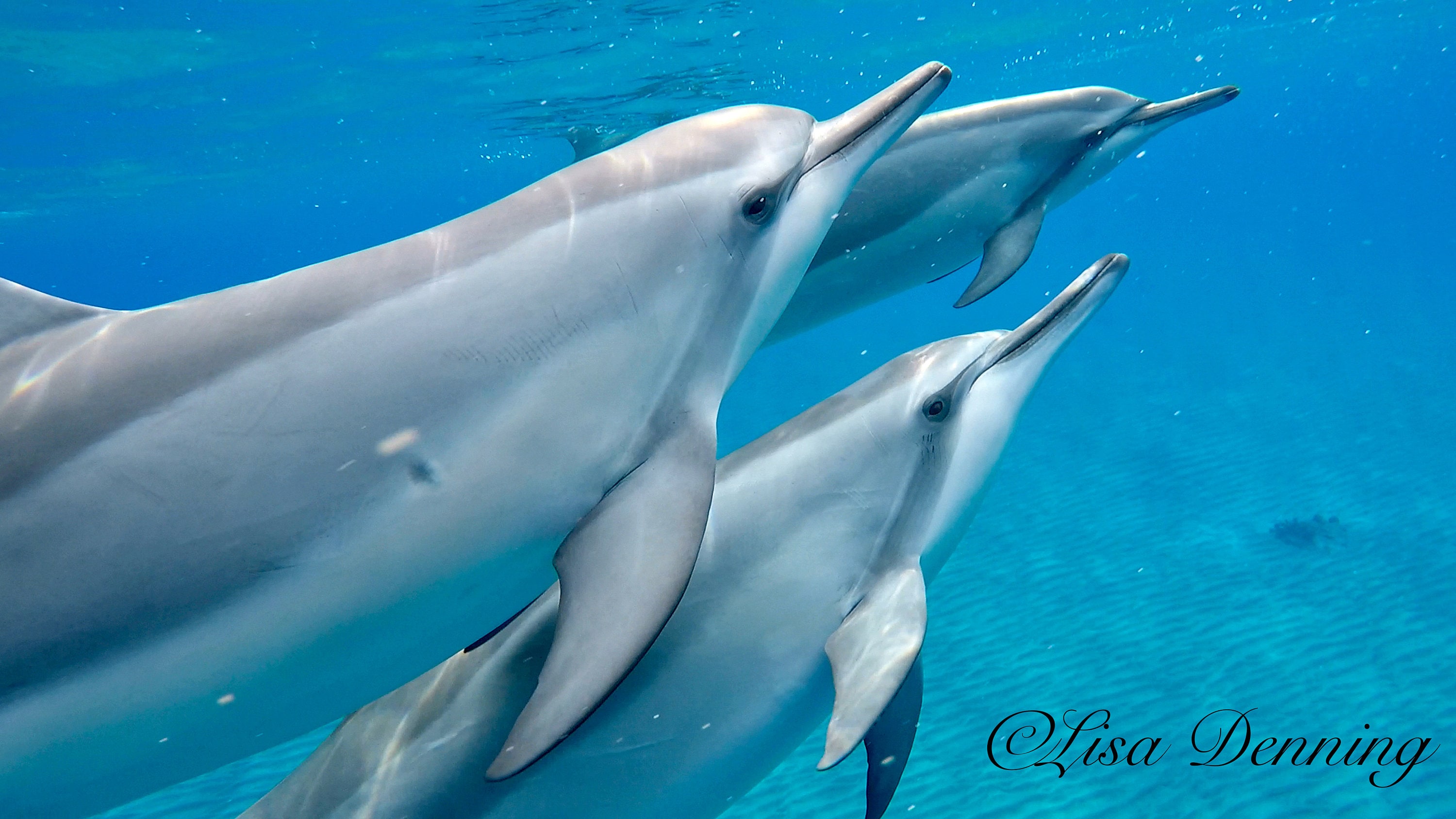 Hawaiian Spinner Dolphins Playing in Shallow Bay Etsy UK