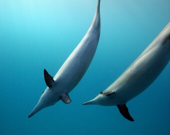 Spinner Dolphins Diving and Spinning