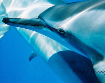Closeup of Hawaii Spinner Dolphin friend