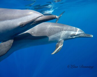 May include: Two grey dolphins swimming in blue water. The dolphin in the foreground is facing the right side of the image. The dolphin in the background is facing the left side of the image. The dolphin in the foreground has a white stripe on its side.