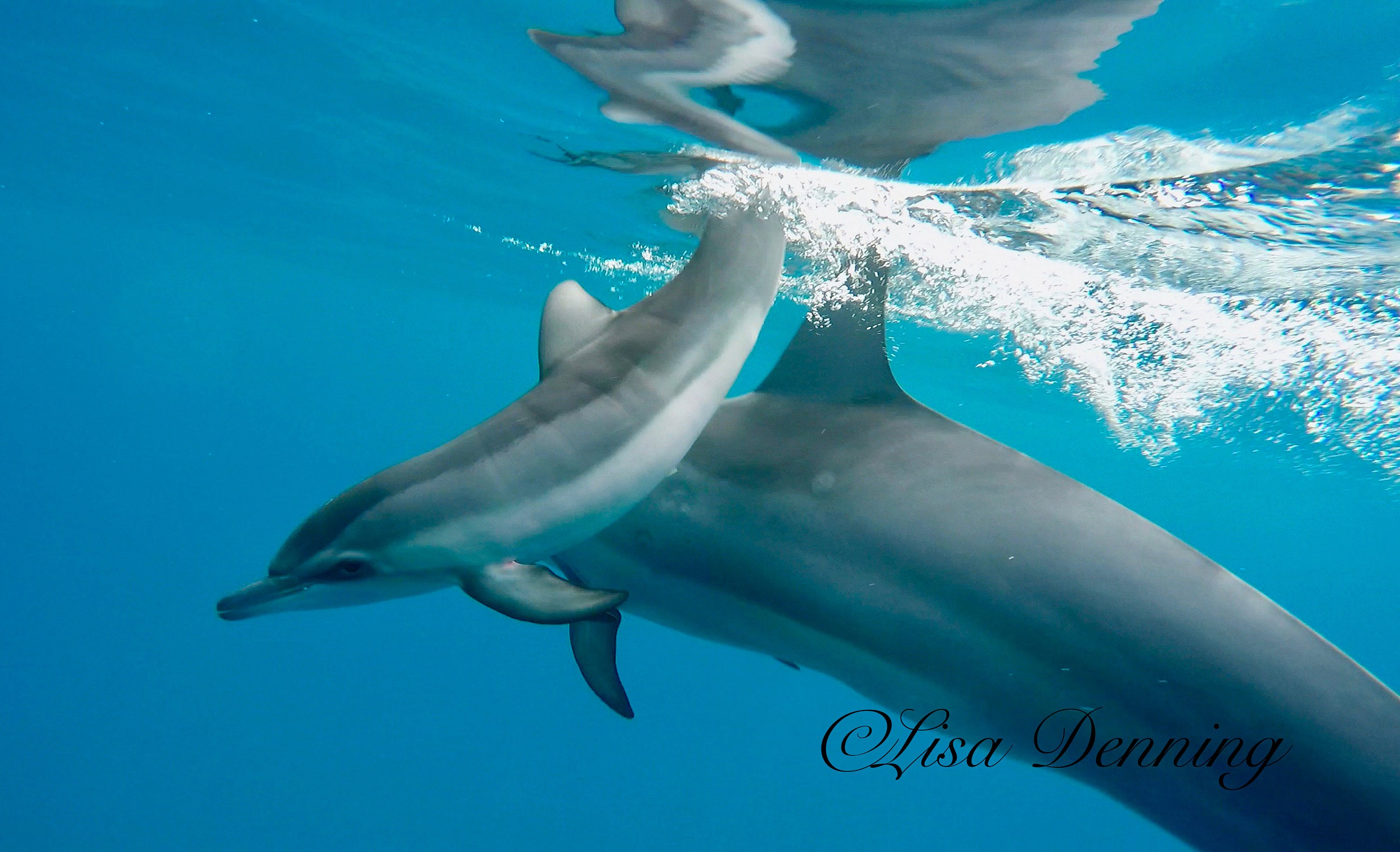 ヘンリー川原　en DOLPHIN Single Gray Dolphin - Cesere Brothers