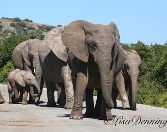 South African elephant Family with a new Baby