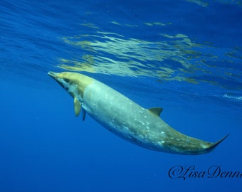 Rare Blainville's Beaked Whale in Hawaii