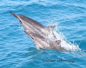 May include: Two spinner dolphins leap out of the water, creating a spray of water droplets. The dolphins are gray and have long, slender bodies. The water is a bright blue.