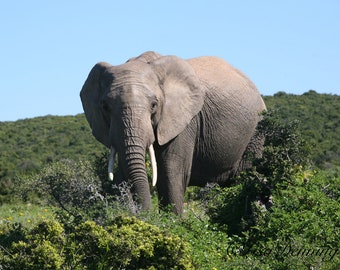 South African elephant stopping to say hello on way to a water hole