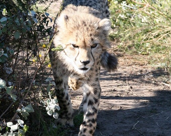 Young Cheetah in South Africa