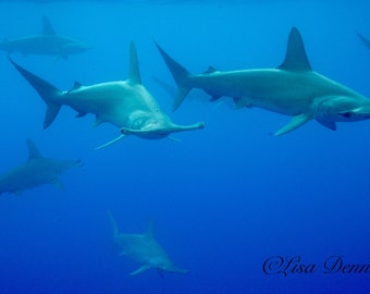 Hammerhead Sharks saying hello