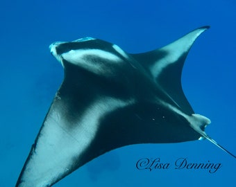 Manta Ray Cruising